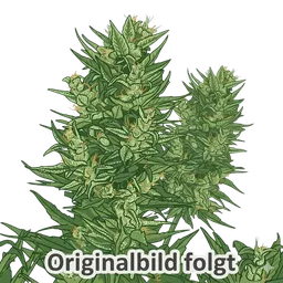 All Gas OG Auto