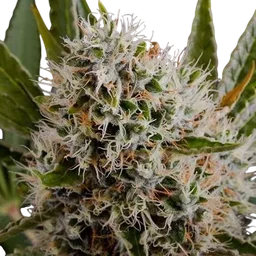 Lithium OG Kush