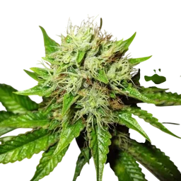 Lithium OG Kush Auto
