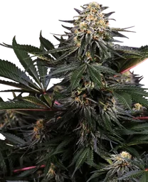 Lockdown Kush