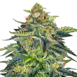 London Cream Cake Auto