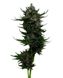 All Gas OG