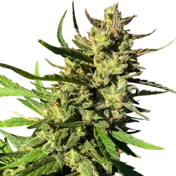 Lucky Lucy CBD