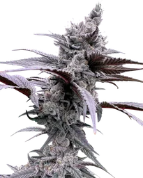 Lung Buster