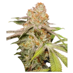Mac #1 Auto
