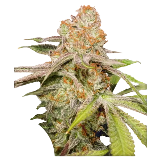 Mac #1 Auto