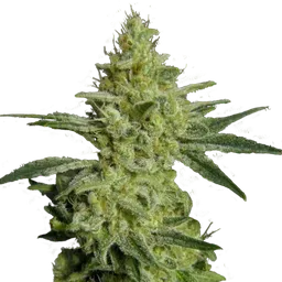 Allkush