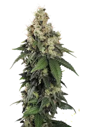 Allkush