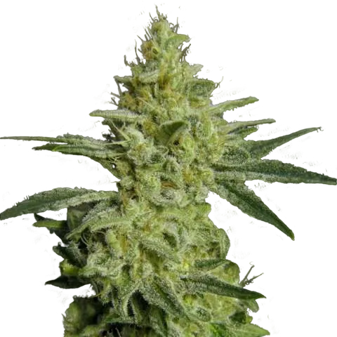 Allkush