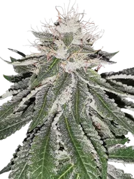 MAC 11