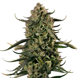 Mac Dawg XXL Auto