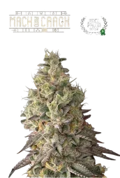 Mack & Crack Auto