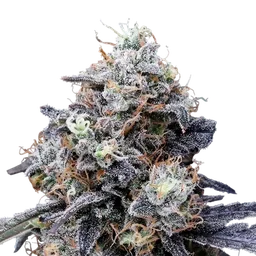 MacMelon Auto