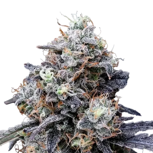 MacMelon Auto