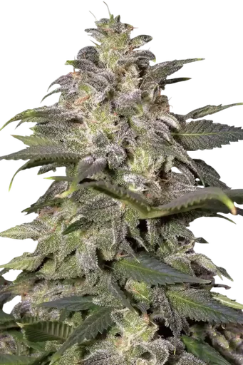 Magic Bud