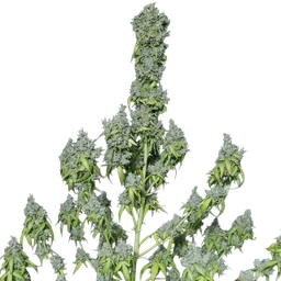 Magic Tree Auto