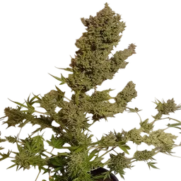 Malawi x NL Auto