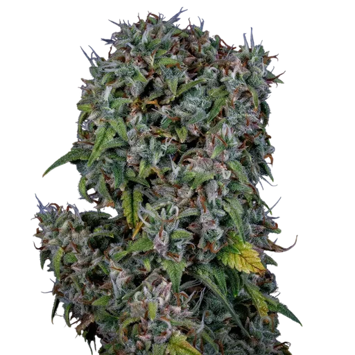 ManBearAlienPig Auto