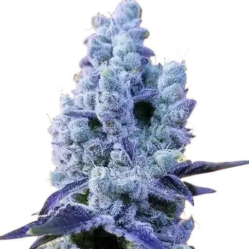 Mandarin Cookies V2