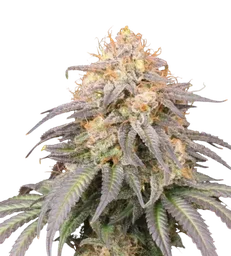 Mandarin Panties Auto