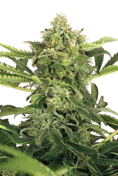 Mango Cream Auto
