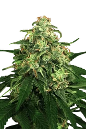 Mango Cream