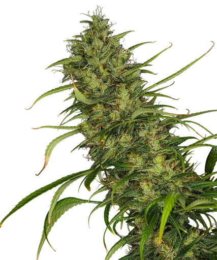 Mango Haze