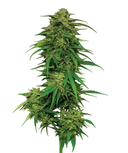Mango Sherbert Auto