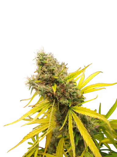 Mango Widow
