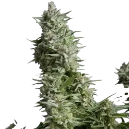 Alpujarrena