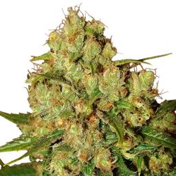 Master Kush