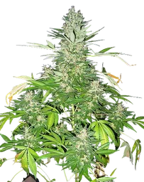 Master Kush x Skunk