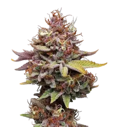 Amaretto Tarmac