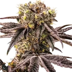 M.C. Nuggets R1