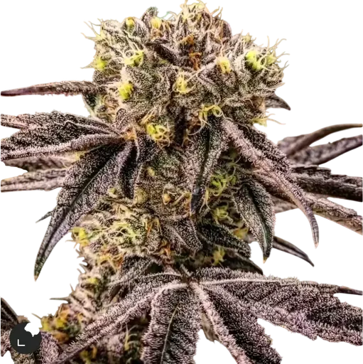 M.C. Nuggets R1