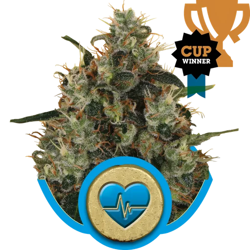 Medical Mass CBD