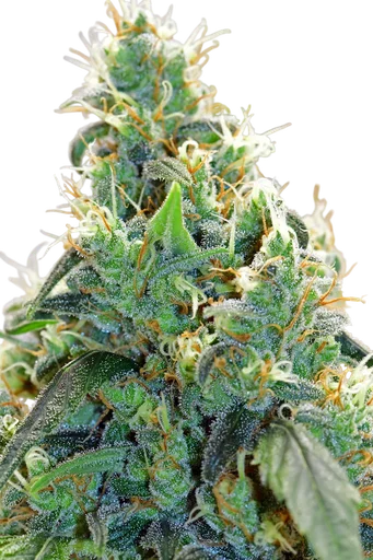 Medicine Man