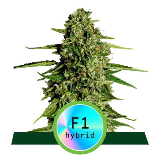 Medusa F1 Auto