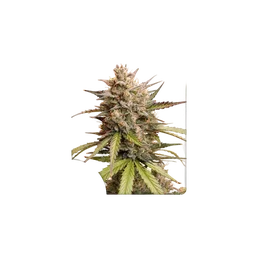 Melonade Runtz Auto