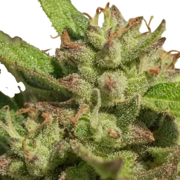Mendo Breath