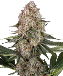 Mendo Breath