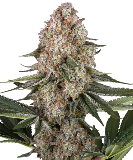Mendo Breath