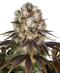 Bruce Banner