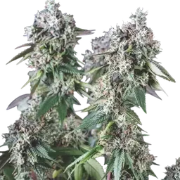 Mendocino Purple Kush