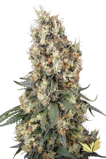 Mendocino Skunk