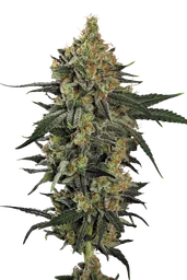Mendo Creme