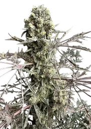 Mentha de Croco Fern BX1 F2
