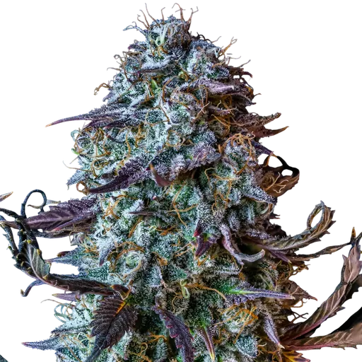 Mephistos Wedding Auto