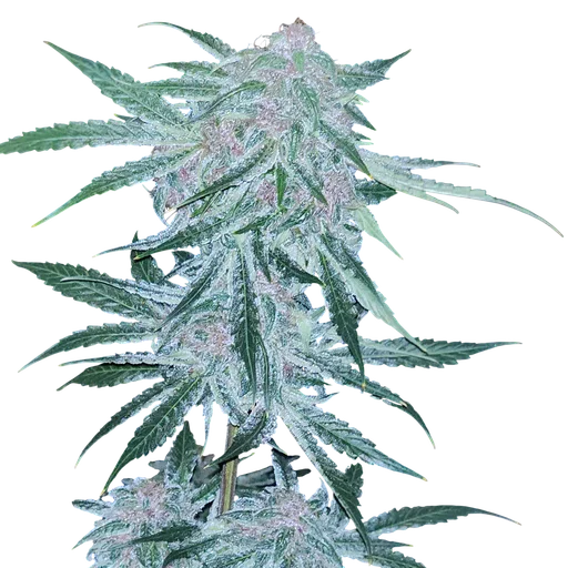 Midnight Bessie Auto