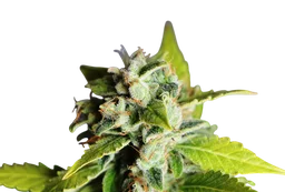 Mikromachine Auto